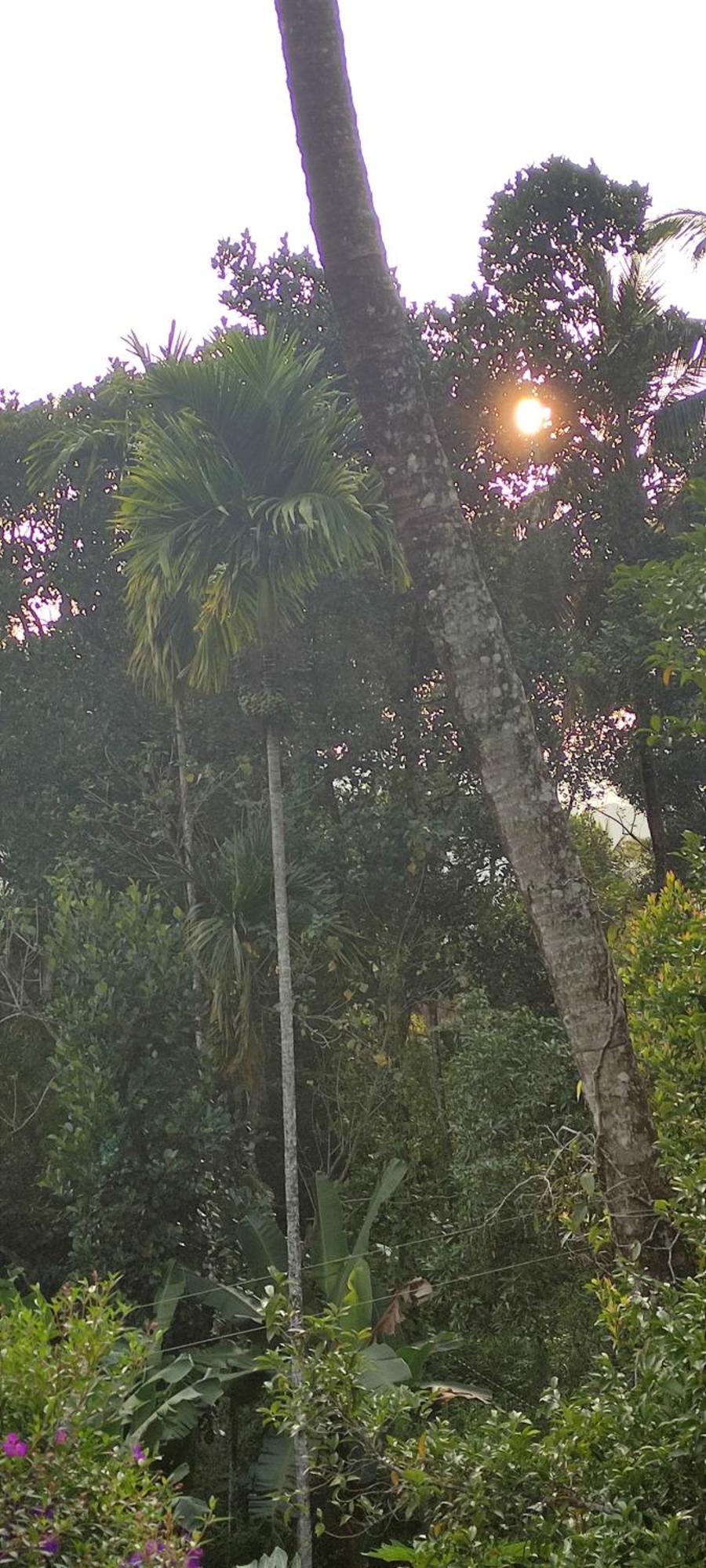 Koonamparayil Home Stay Munnar Anaviratty-Family Only Екстер'єр фото