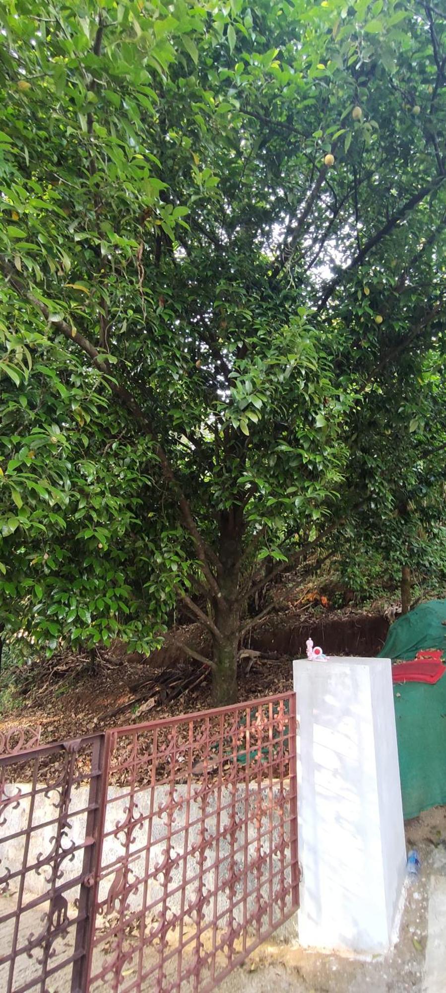 Koonamparayil Home Stay Munnar Anaviratty-Family Only Екстер'єр фото